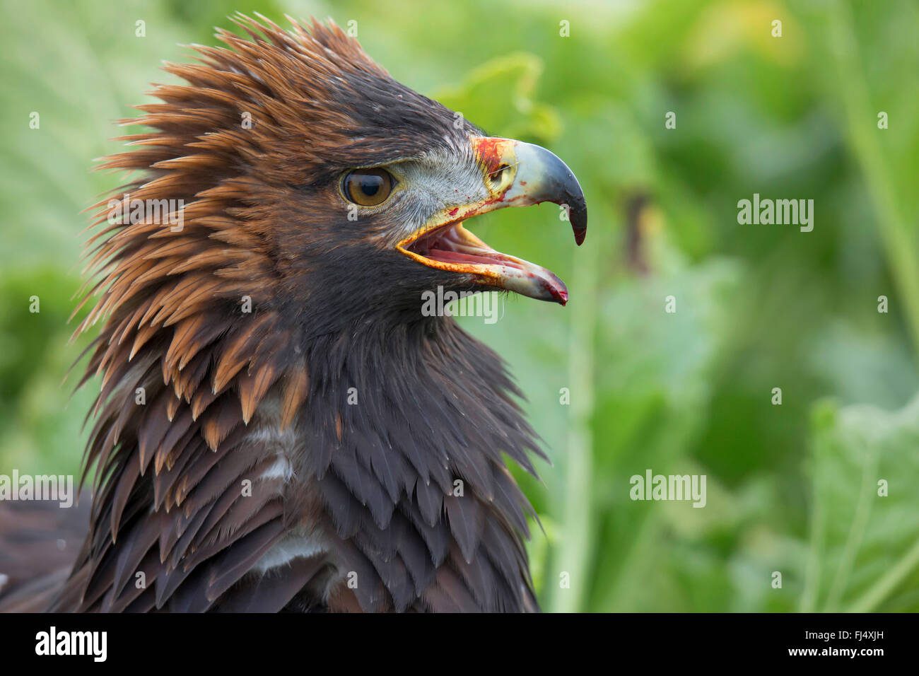 Águila mostrando su pico en postura amenazante