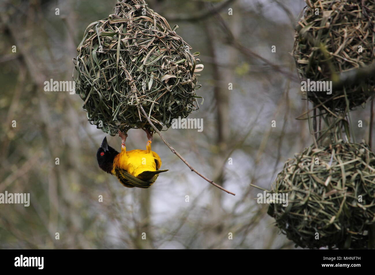 Quién construye el nido: Secretos de las aves 3 Ave macho construyendo un nido intricado
