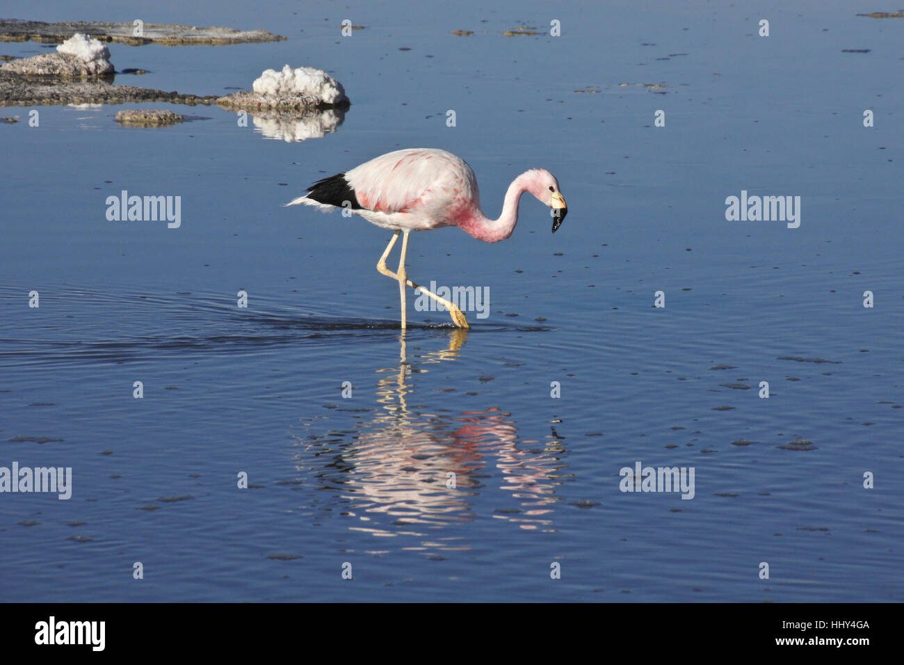 Qué se alimentan los flamencos rosas 2 Flamencos rosas alimentándose en laguna salada