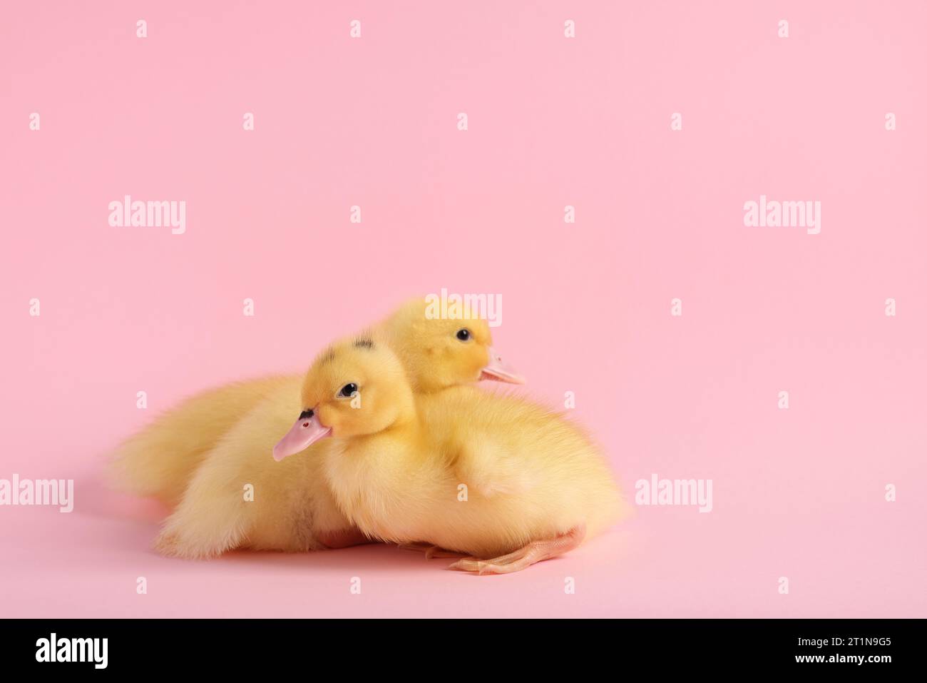 Cómo cuidar a un pato bebe en casa 2 Pato bebe descansando en un espacio adecuado