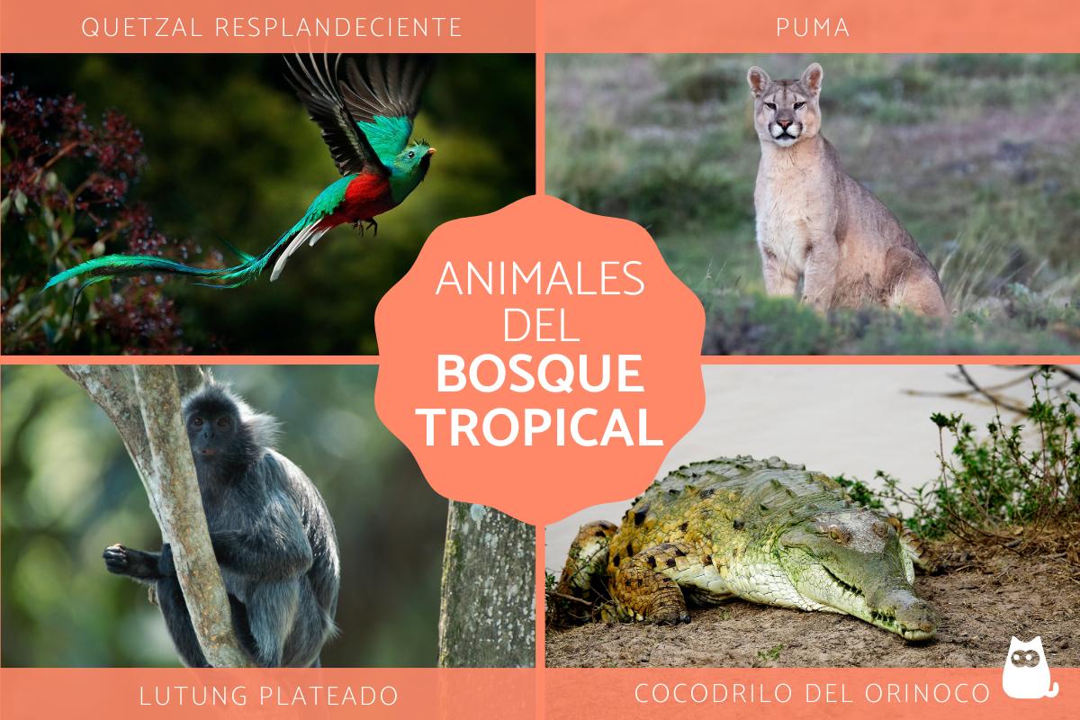 Bosque lluvioso tropical con diversa fauna