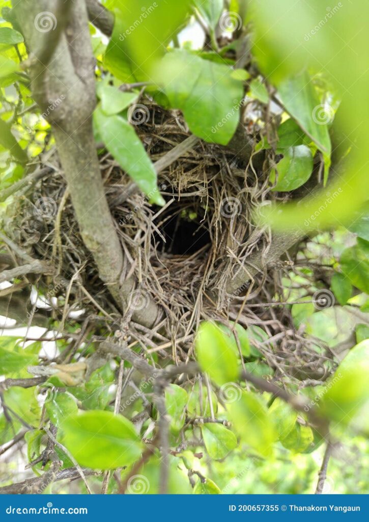 Qué nido es mejor para las ninfas 1 antiguo nido de pajaros en las ramas del arbol tropical el jardin casa fauna natural 200657355