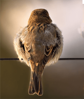 Pájaro posado en cable eléctrico