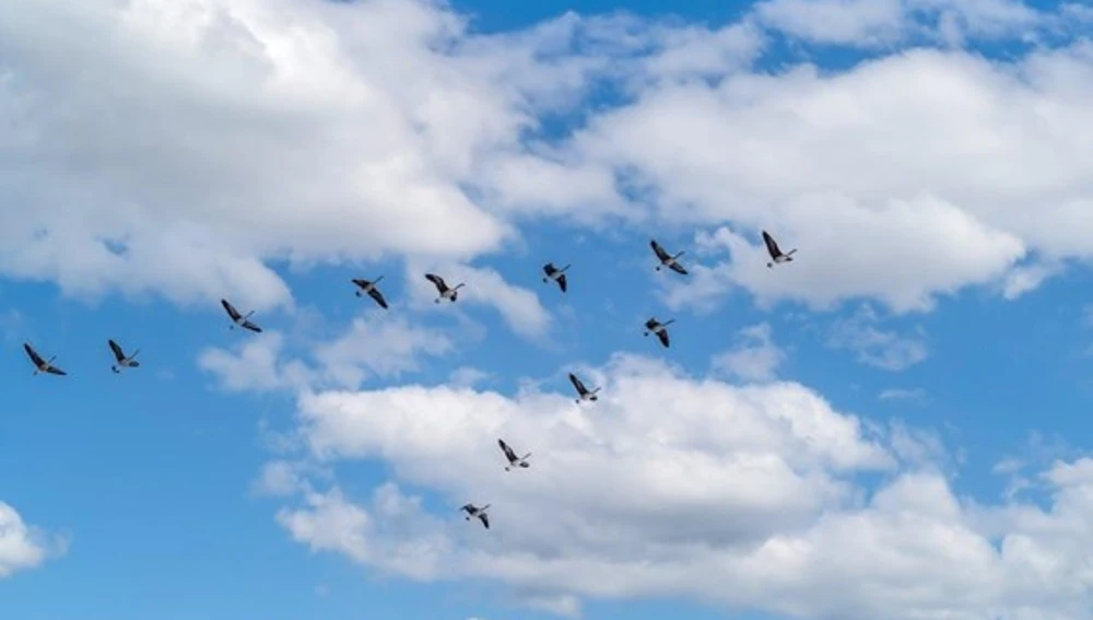 Aves en vuelo formando V con alas