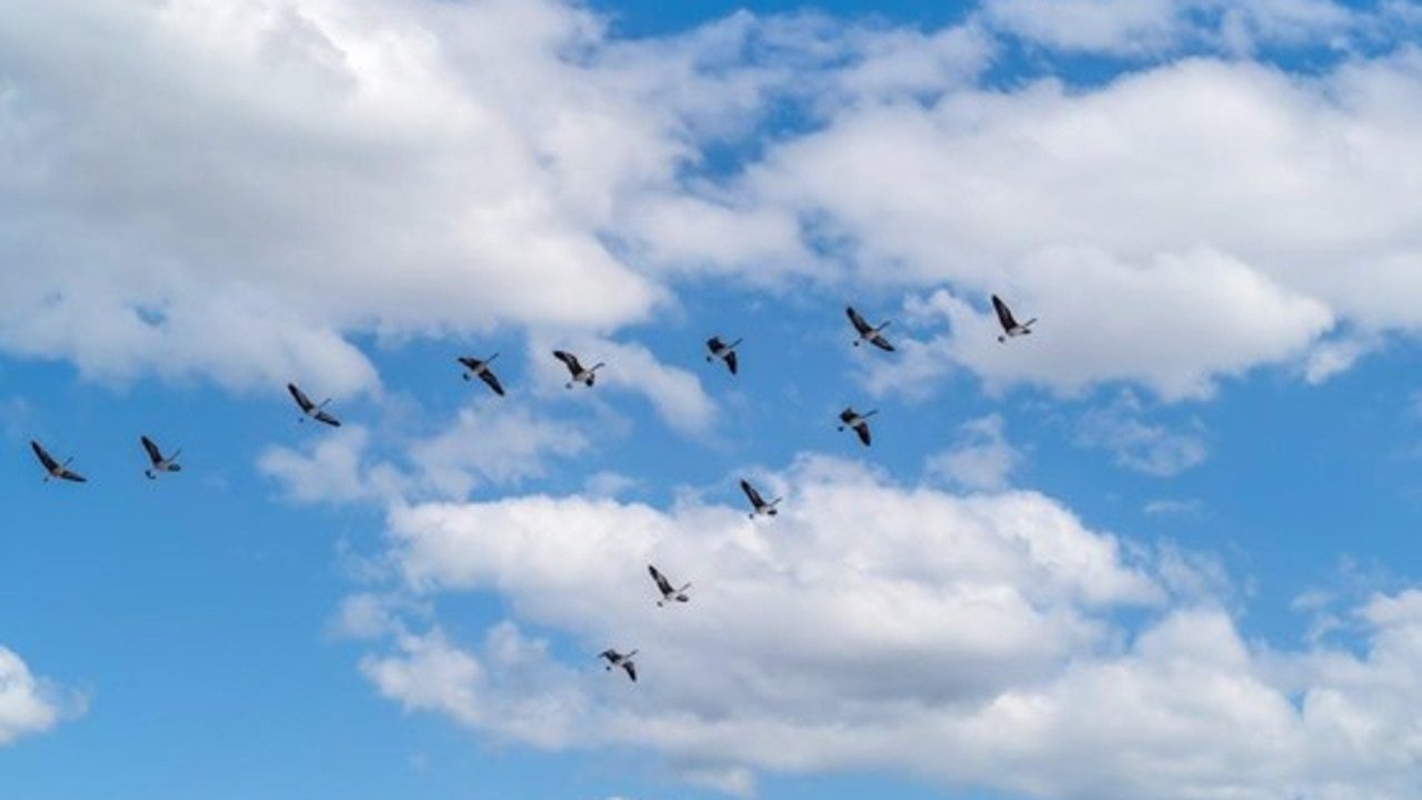 Aves migratorias volando en formación en invierno
