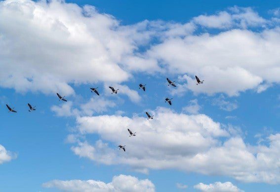Vuelan en Bandadas: Descifrando su Significado 1 aves volando 69