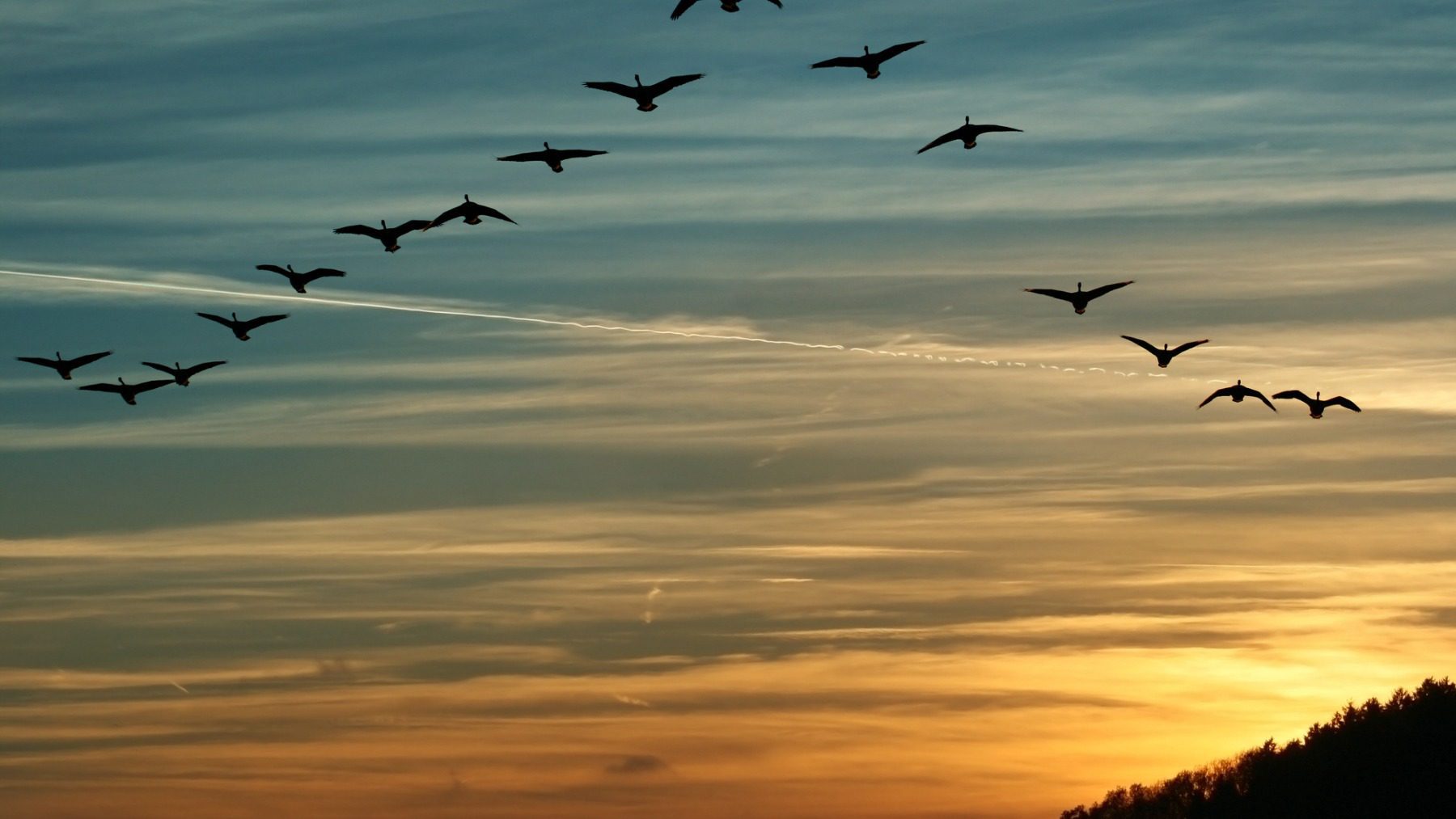 Vuelan en Bandadas: Descifrando su Significado 2 Aves volando en formación sincronizada