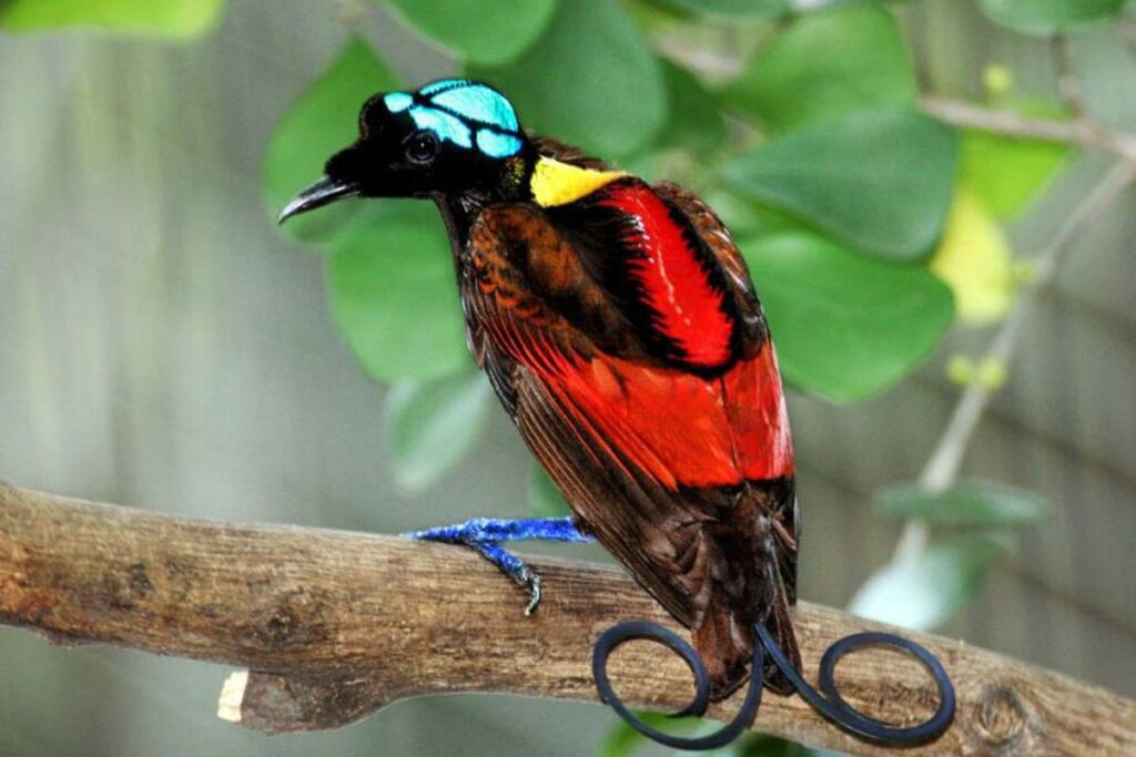 Cuántas especies de aves del paraíso existen 1 aves del paraiso tipos y caracteristicas 26532 orig