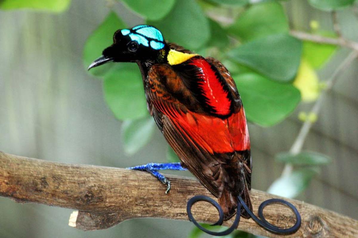 Cuántas especies de aves del paraíso existen 2 Aves del paraíso en su hábitat natural