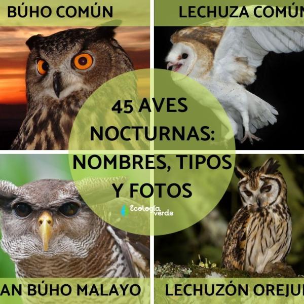 Búho con diferentes apodos alrededor del mundo