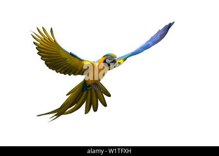 Cuántos guacamayos azules quedan en el mundo 1 azul y amarilla guacamayas volando en la selva ara ararauna sudamerica cautiva