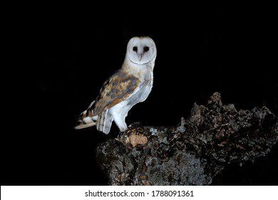 Qué hace el búho canta: Misterios de su canto nocturno 1 barn owl female his hunting 260nw 1788091361