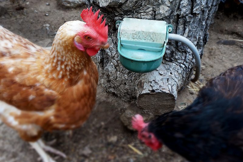 Gallina bebiendo agua de un bebedero