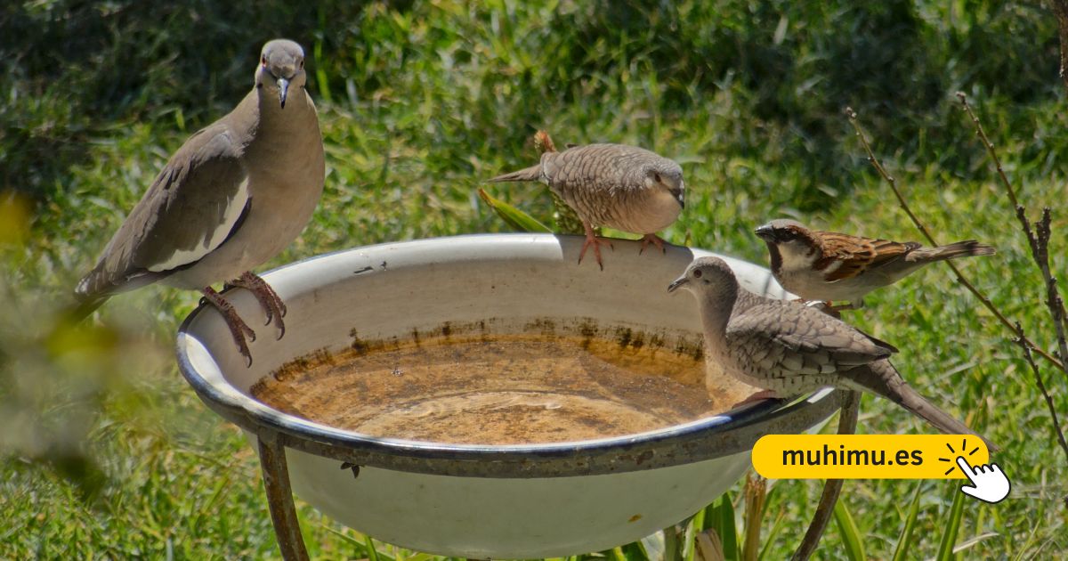Dónde poner un bebedero para pájaros 2 Pájaros disfrutando de un bebedero natural