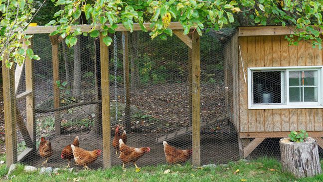 Gallinas en un gallinero con medidas de seguridad