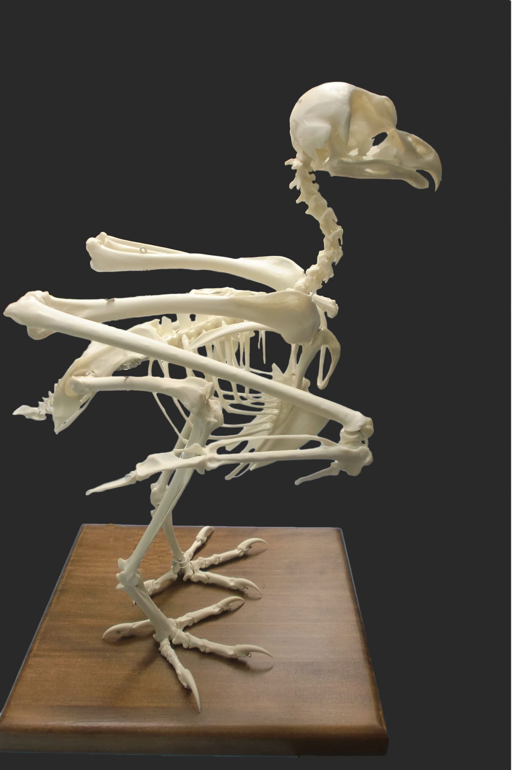 Imagen de anatomía del cuello de búho