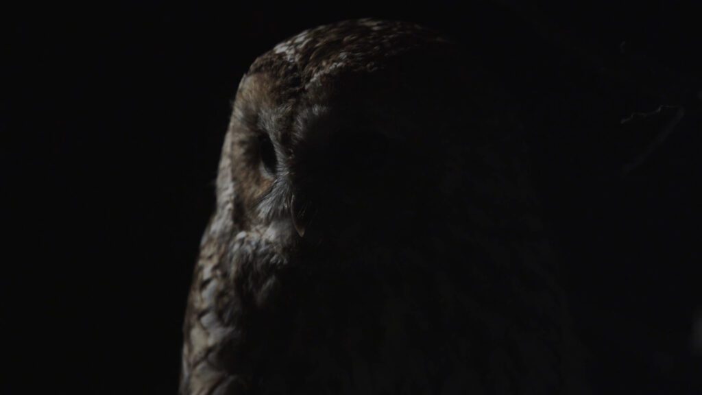 Qué características le permiten al búho durante la noche 1 buho