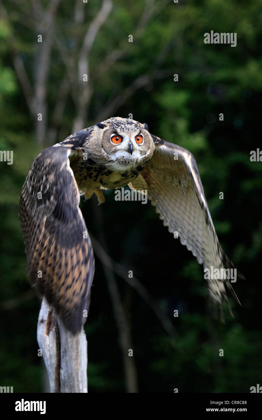 Búho real exhibiendo su majestuoso vuelo nocturno
