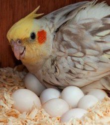 Nido con huevos de ninfa de ave