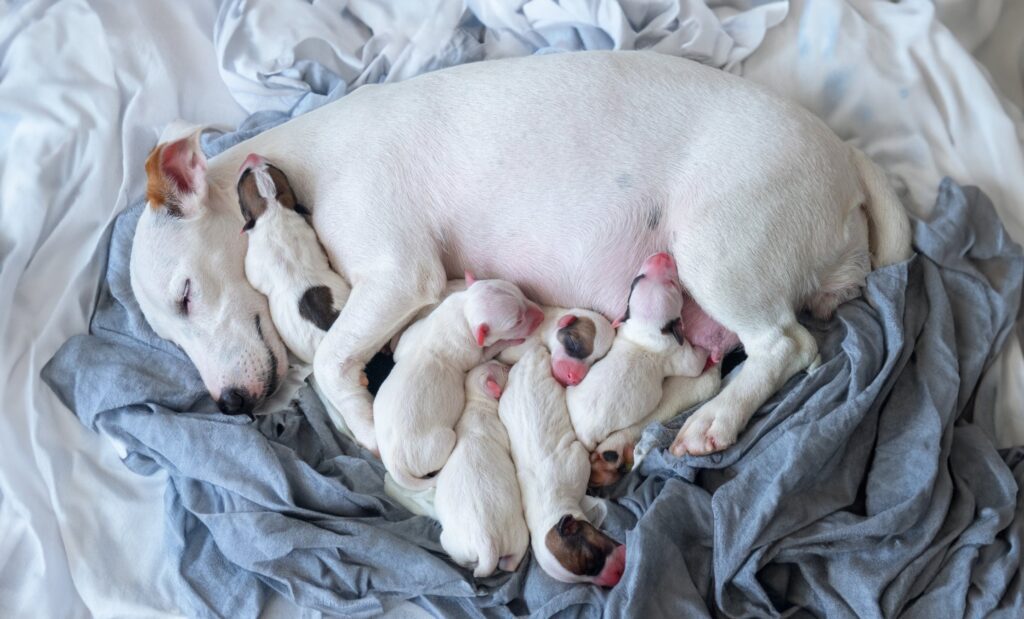 Cuántas crías puede tener una vez 1 cachorros perro recien nacidos madre 98