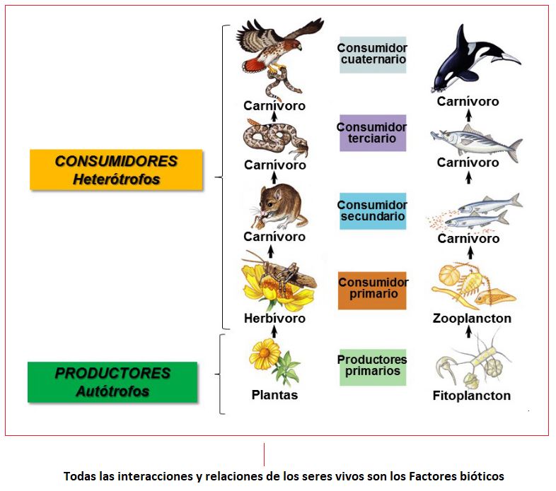 Representación visual de la cadena alimenticia
