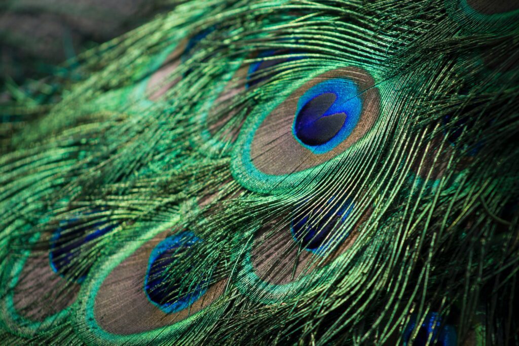 Cómo es la estrategia reproductiva del pavo real 1 caleb minear bwmtupbylis unsplash