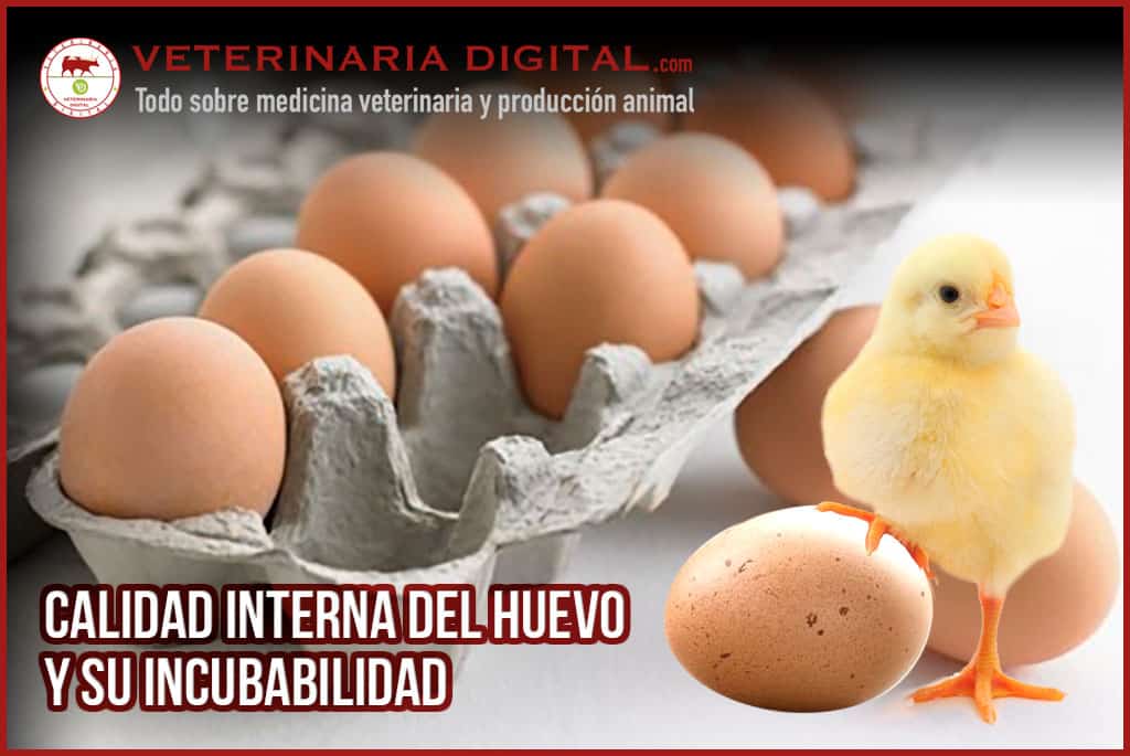 Cómo se lleva a cabo el control de calidad del huevo 3 Imagen: Normas internacionales control calidad huevo