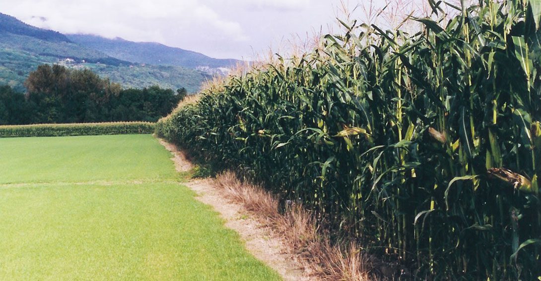 Que se entiende por mejoramiento genético 2 Campo de cultivo con plantas mejoradas genéticamente