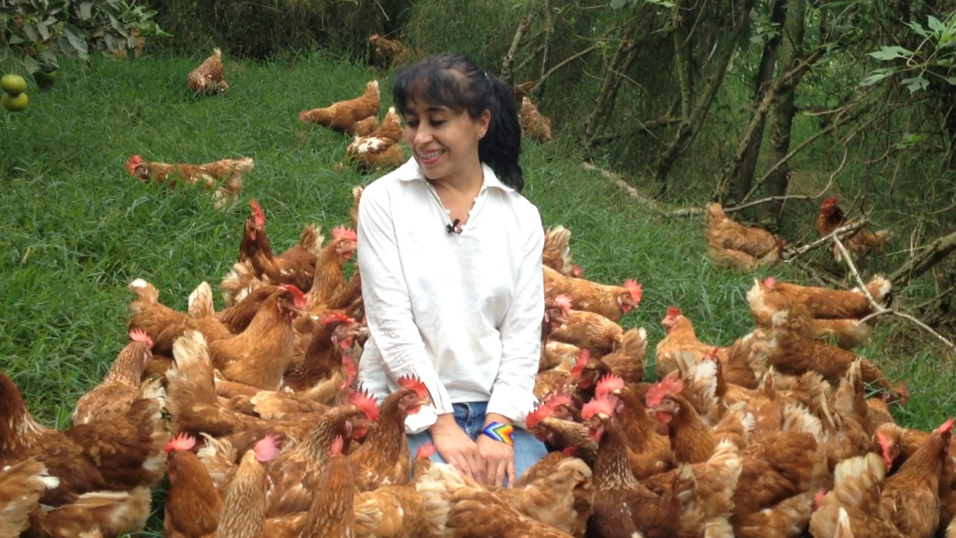 Gallinas ponedoras en granja orgánica