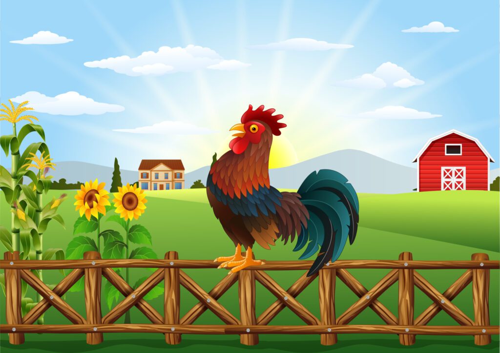 Qué pasa cuando los gallos cantan en el día 1 cartoon rooster crowing at farm field in the morning with sun rising vector 1
