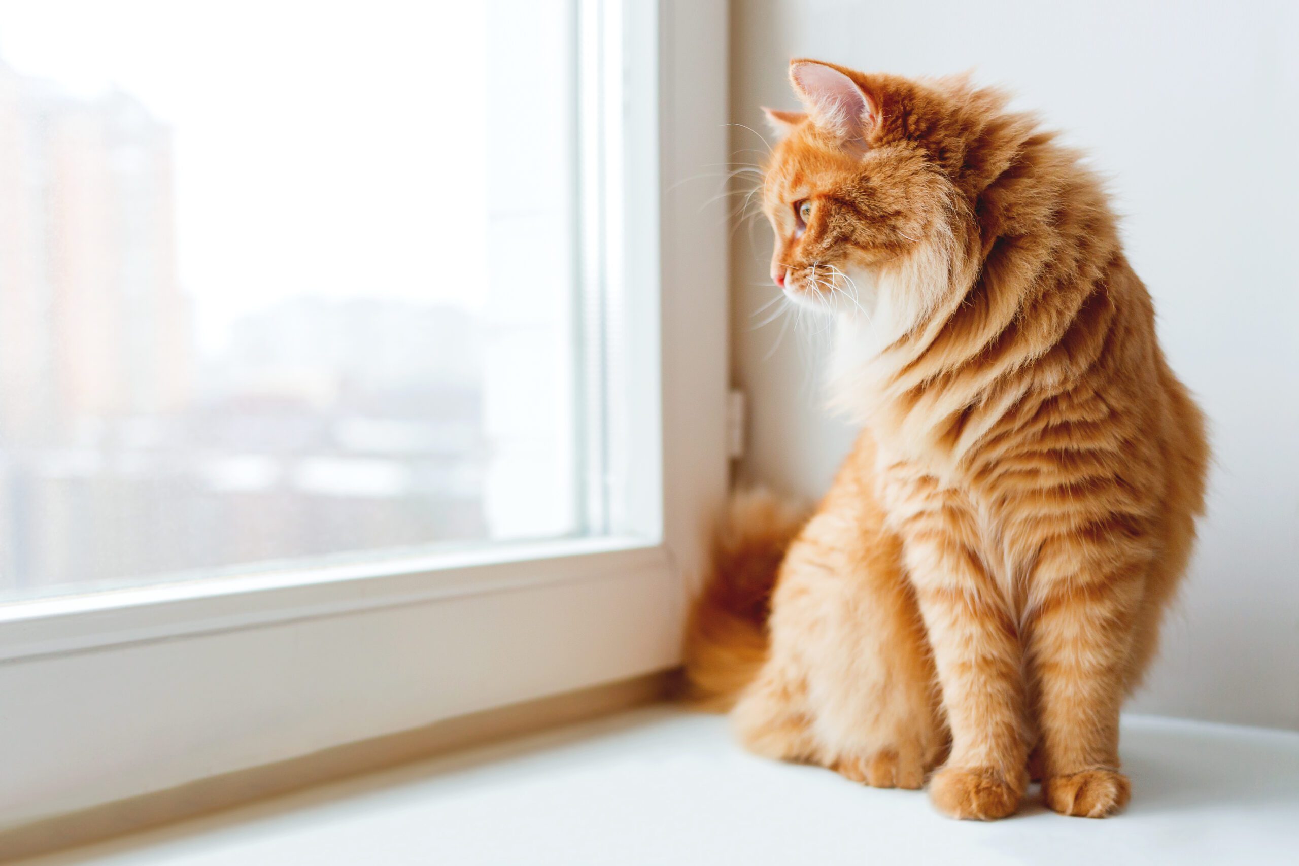 Gatos adultos marcando su territorio en casa