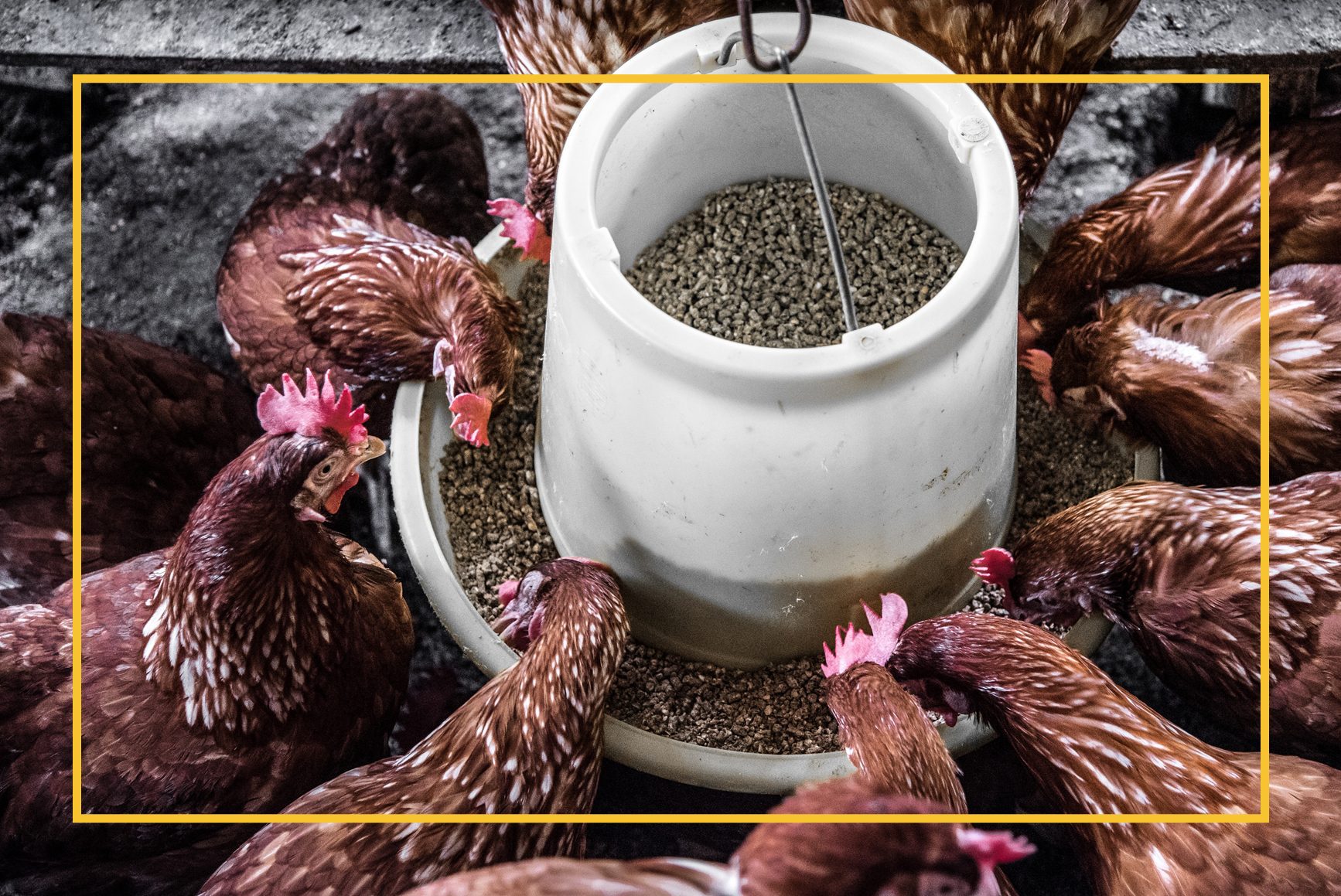 Qué es el ciego en el sistema digestivo de la gallina 3 Gallina con problemas digestivos en veterinaria