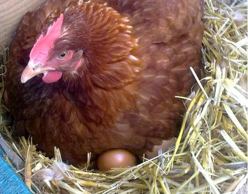 Cuándo se pone una gallina clueca 1 clueca1
