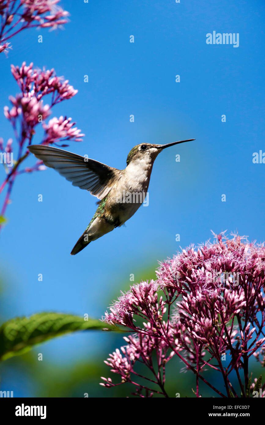 Colibrí volando en un jardín colorido