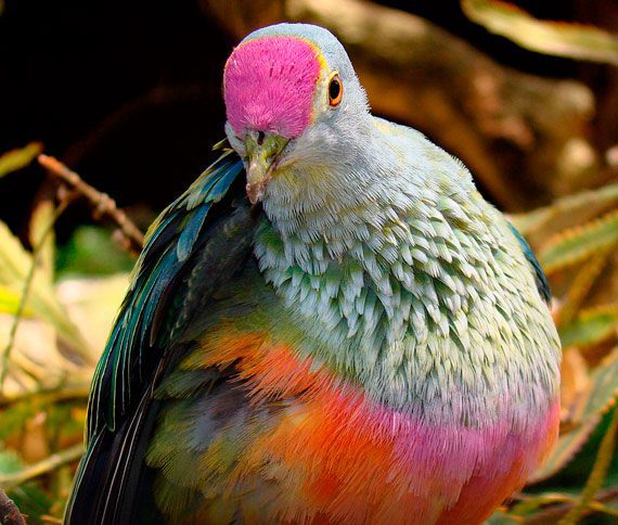 Qué es lo que hace que un ave sea un ave 1 color aves 6 1