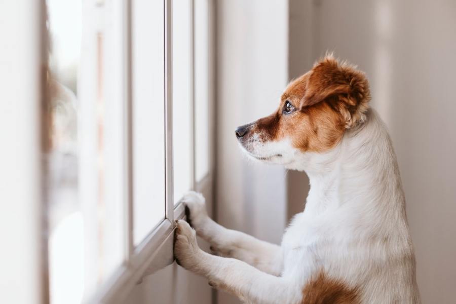 Qué hacer para que mi perro no se vaya de la casa 2 Perro aprendiendo a quedarse en casa