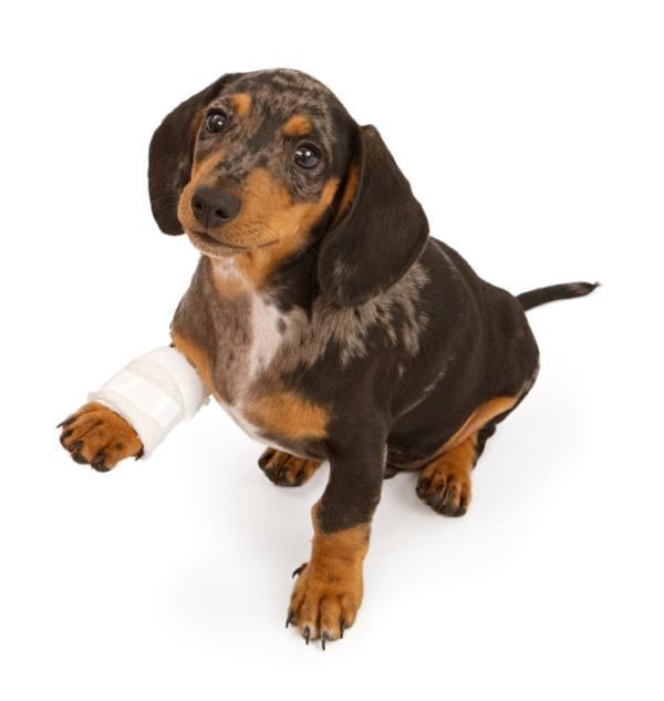 Perro con vendaje en pata fracturada