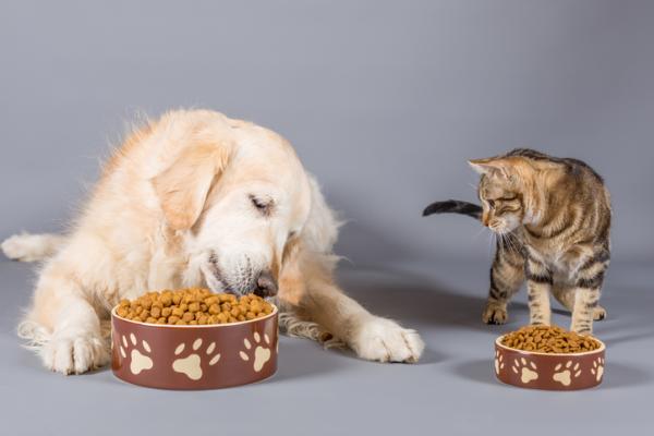 Perros y gatos junto a comida balanceada