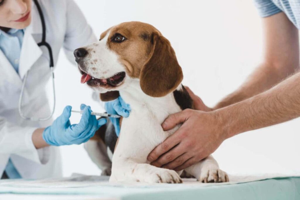Cómo aplicar medicamentos en animales 1 como inyectar a un perro 23733 orig