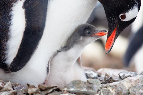 Cuánto tiempo cuidan los pingüinos a sus crías