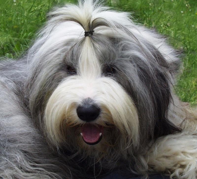 Perro con enredos y pelo descuidado
