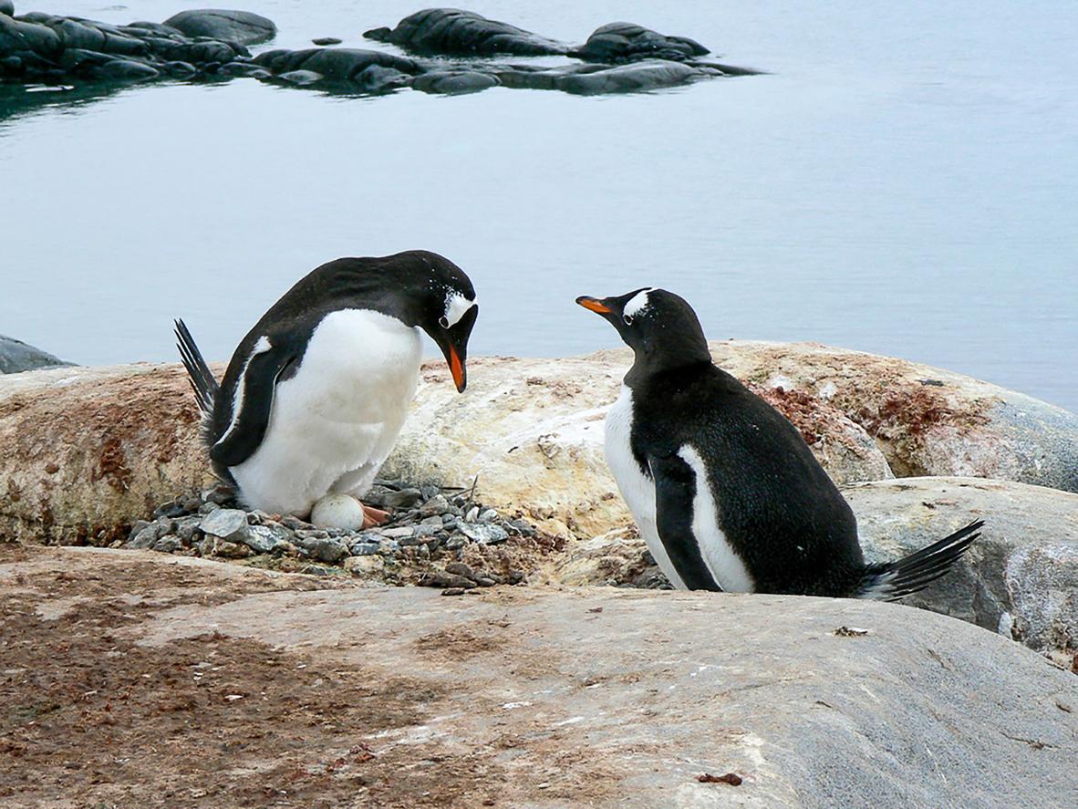 Pingüinos y otras especies en cortejo