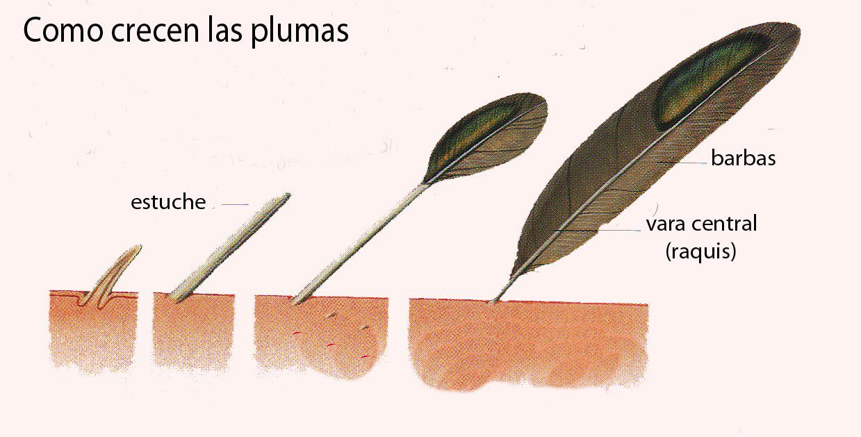 Plumas de ave en diferentes etapas crecimiento