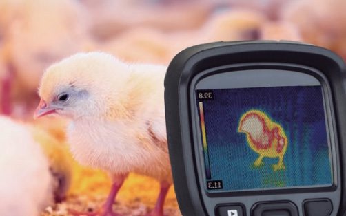 Pollitos saludables en ambiente controlado y seguro