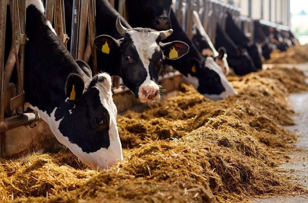 Nutrición Animal: Qué Estudia y Su Importancia 1 cosetan