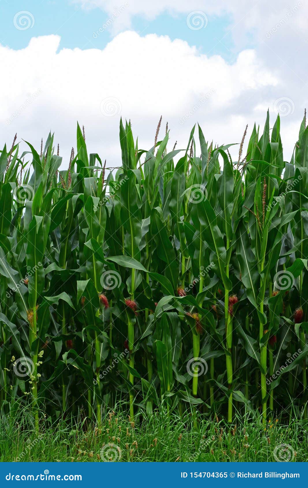 Campo de maíz en crecimiento de cerca