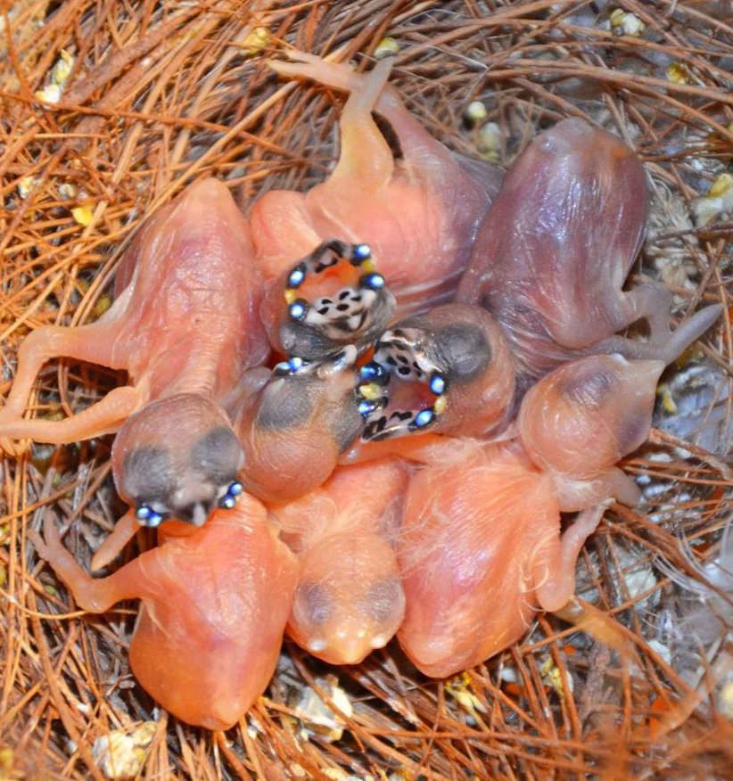 Cuándo es la epoca de cría de los diamantes de Gould 1 criar diamantes de Gould