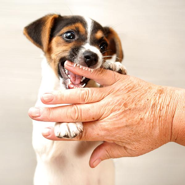 Cómo saber la edad de un perro con los dientes 1 cuando le salen los dientes a los perros 24130 600 square