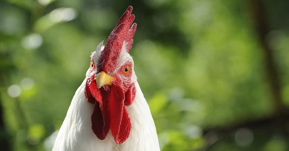 Cuánto es lo máximo que puede vivir una gallina 1 cuidado gallina huevos verdecora