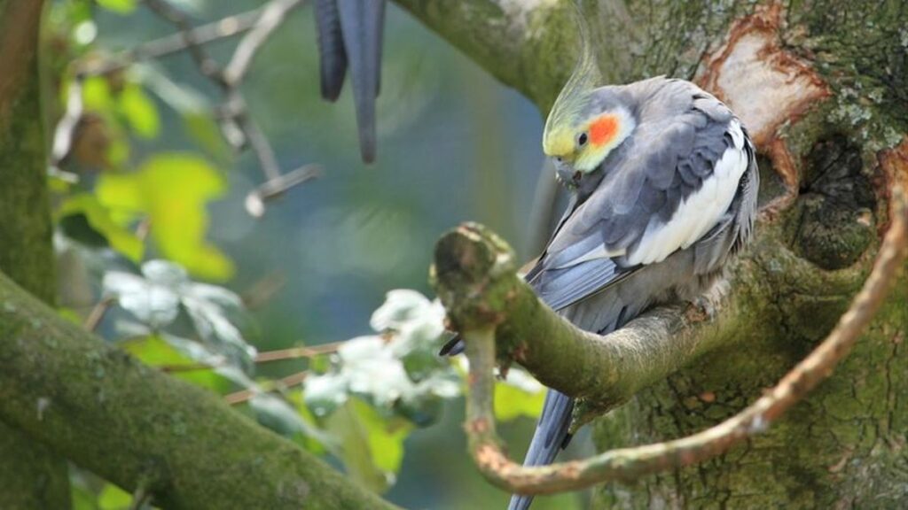 cuidados que debes tener una cacatua ninfa fotodreamstime